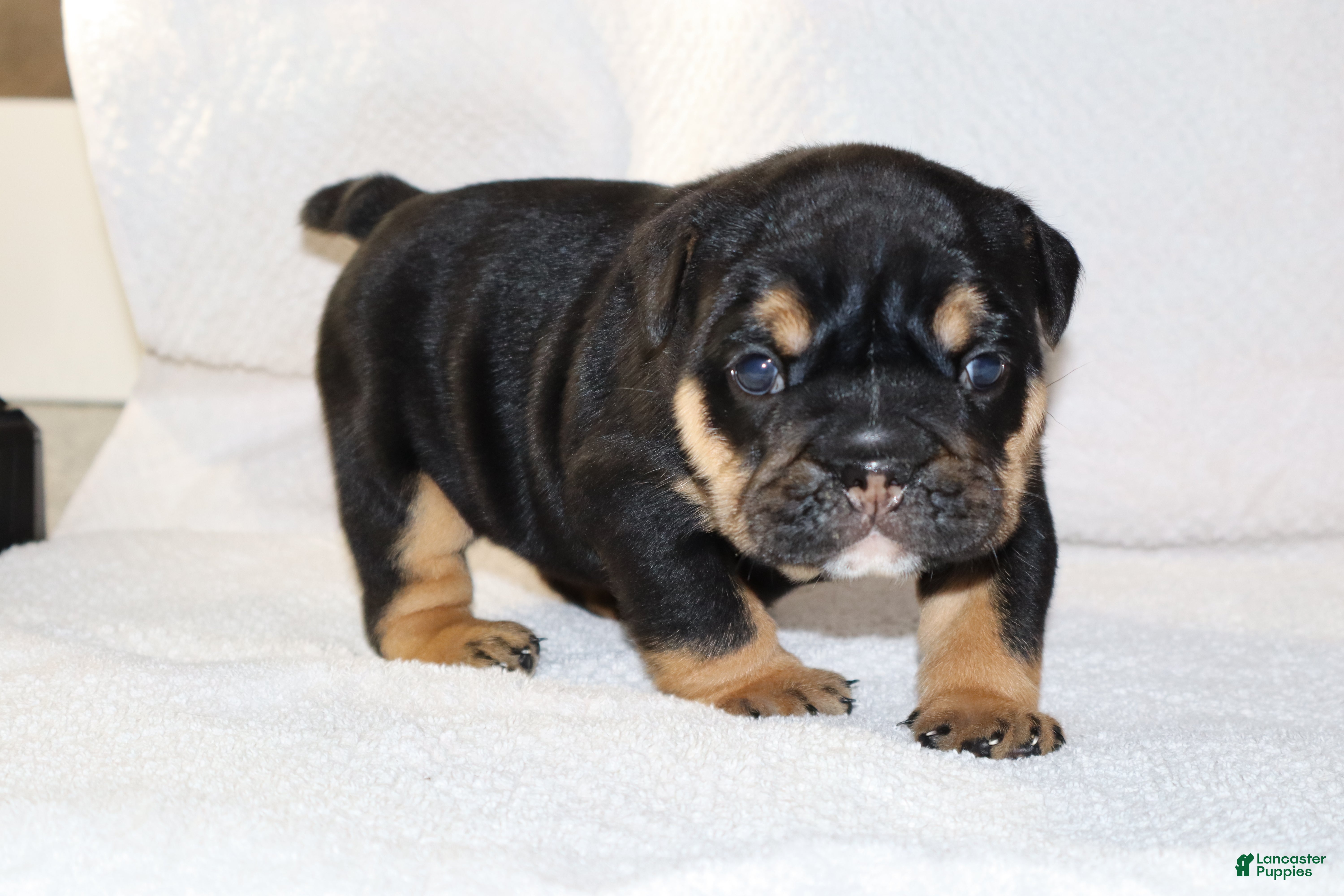 English Bulldog dogs Marla - Ad 1