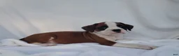 Boxer dogs for sale: Bruno - Ad 4