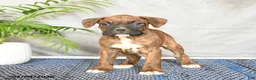 Boxer dogs for sale: Rhianna - Ad 3