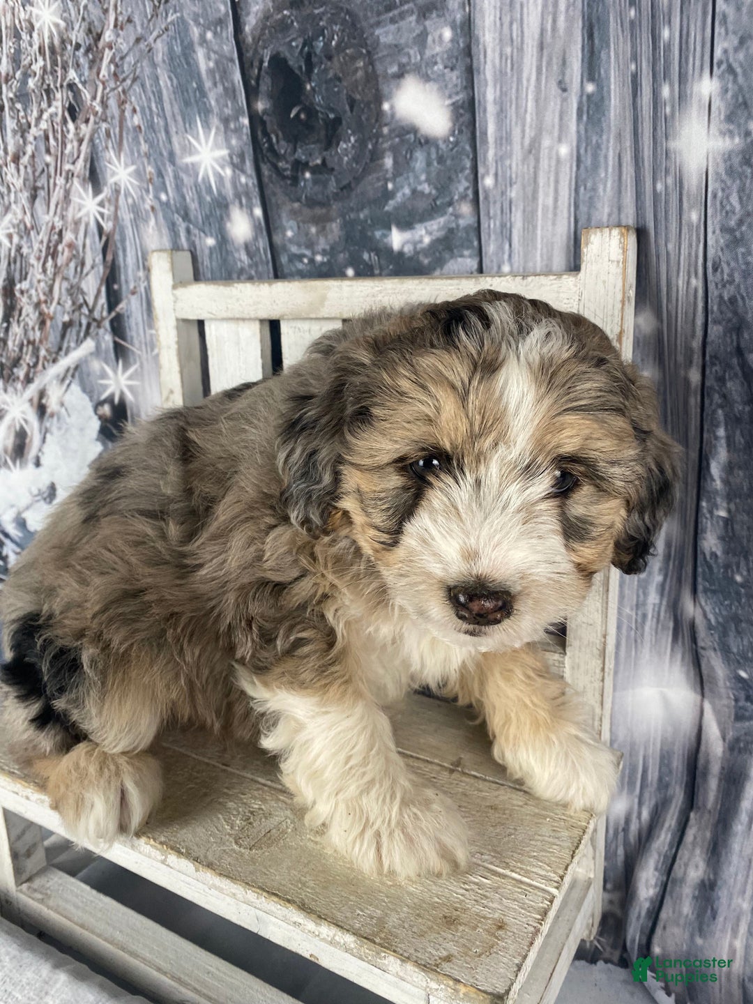 Aussiedoodle dogs for sale: Luke - Ad 5