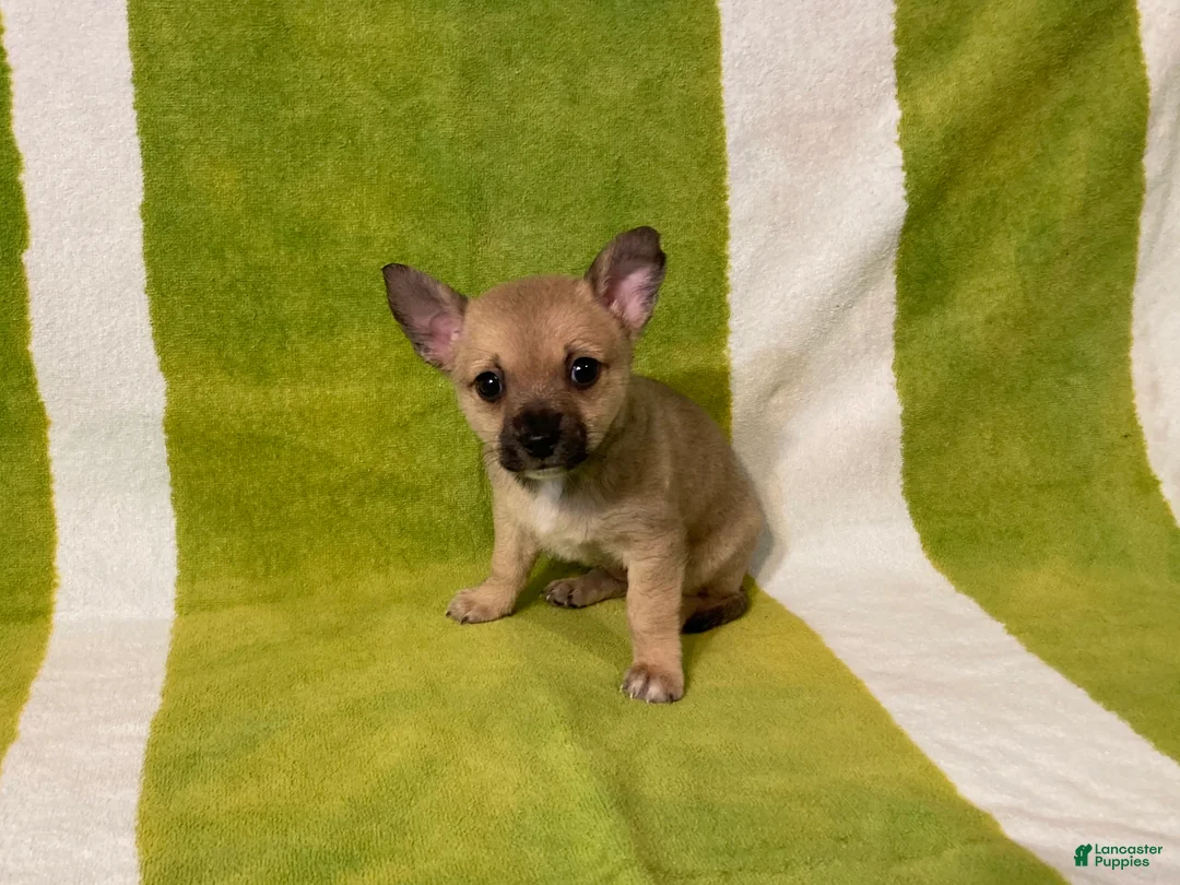Chihuahua dogs for sale: Maisy - Ad 3