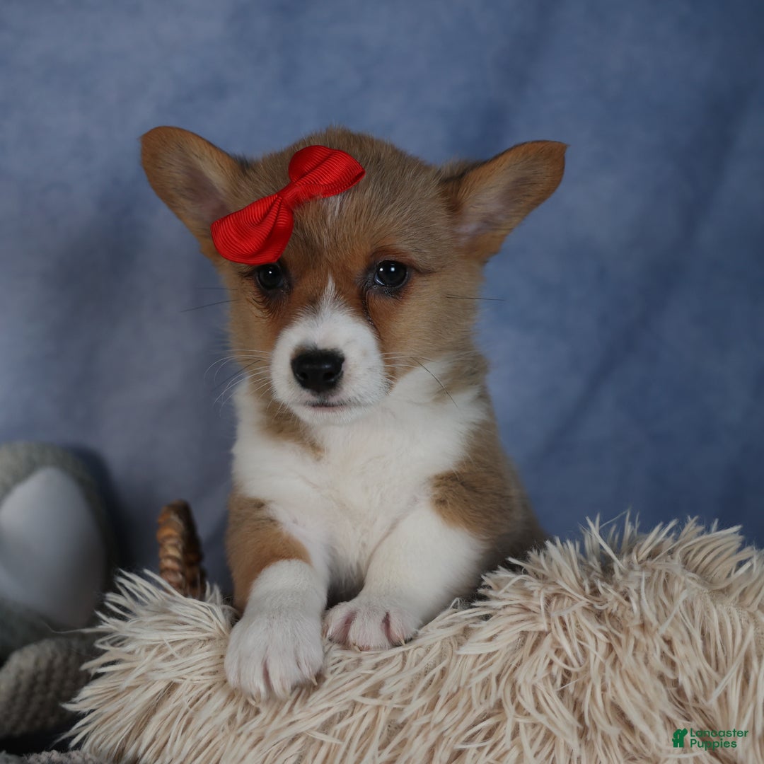Welsh Corgi Pembroke dogs for sale: Diva - Ad 3