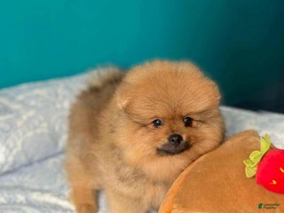 Pomeranian dogs - Ad 16