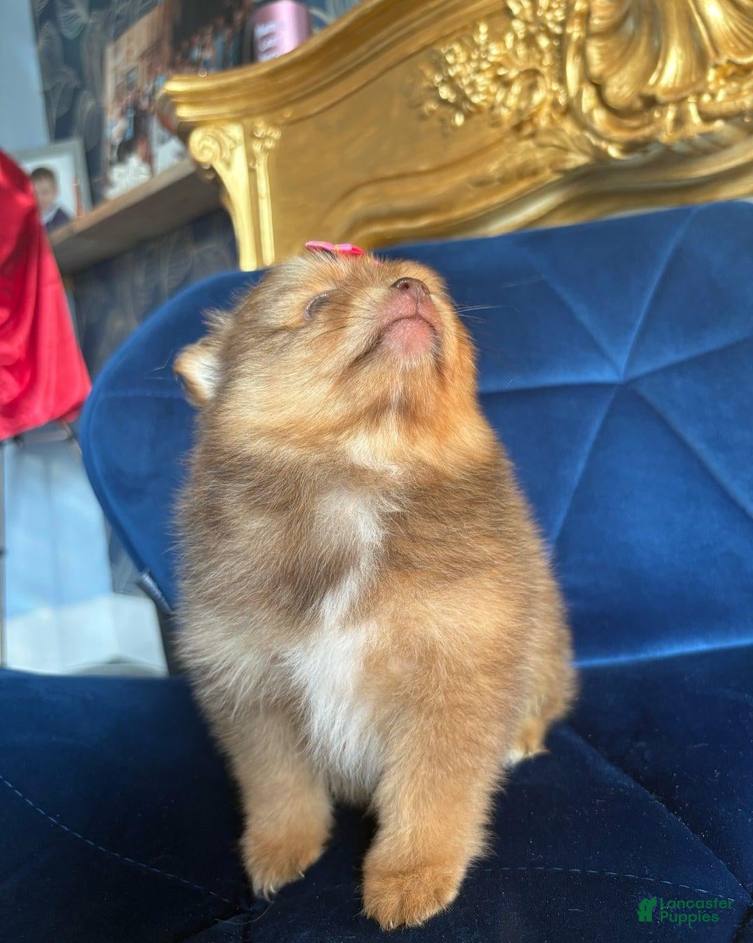 Pomeranian dogs for sale: Ciri - Ad 18