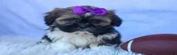 Shih Tzu dogs for sale: SADIE - Ad 12