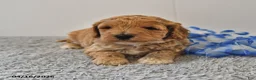 Mini Goldendoodle dogs for sale: Shadow - Ad 8
