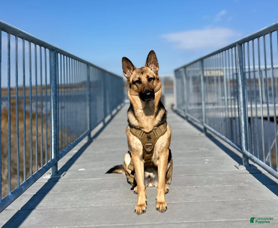 Gerberian Shepsky dogs for sale: Gerberian Shepsky 3 - Ad 11