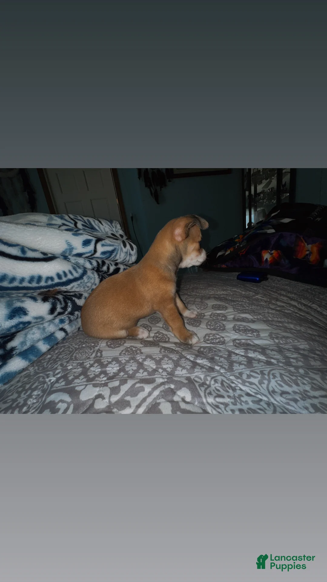 Chihuahua dogs for sale: Batova  - Ad 6