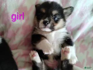 Welsh Corgi Pembroke dogs Welsh Corgi Pembroke Puppy 2 - Ad 8