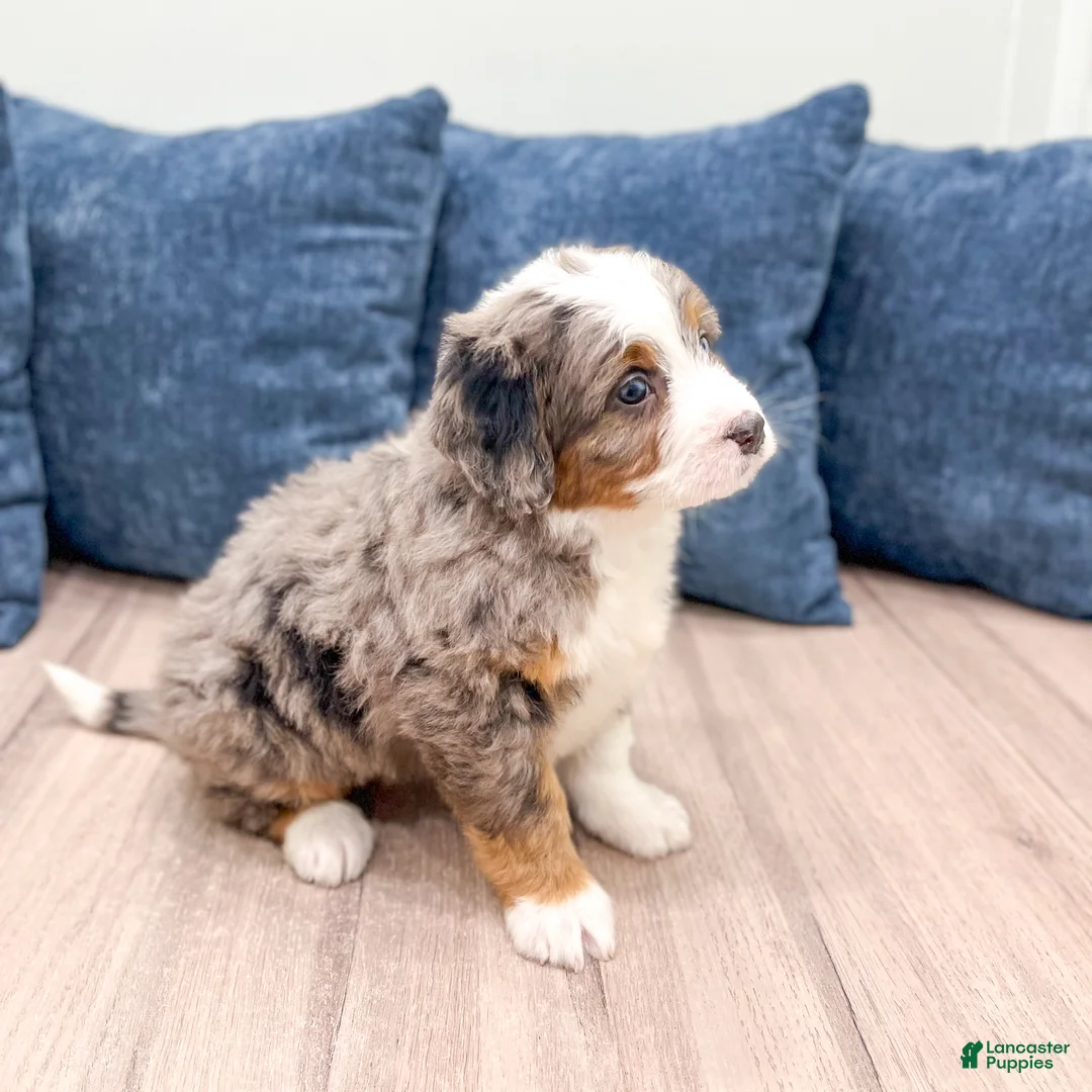 Mini Bernedoodle dogs for sale: Summer - Ad 5