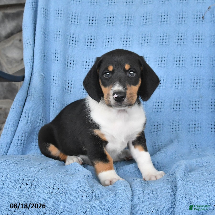 Mixed Breed dogs Pearl - Ad 2