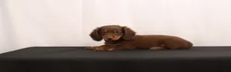 Dachshund dogs for sale: Ginger - Ad 10