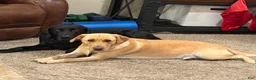 Labrador Retriever dogs for sale: Labrador Retriever 2 - Ad 7