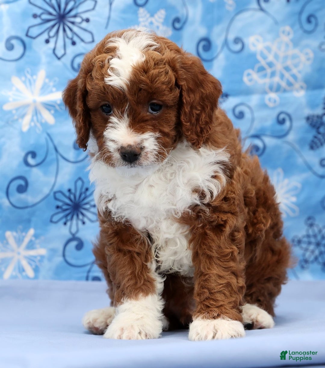 Cavapoo dogs for sale: Arney - Ad 6