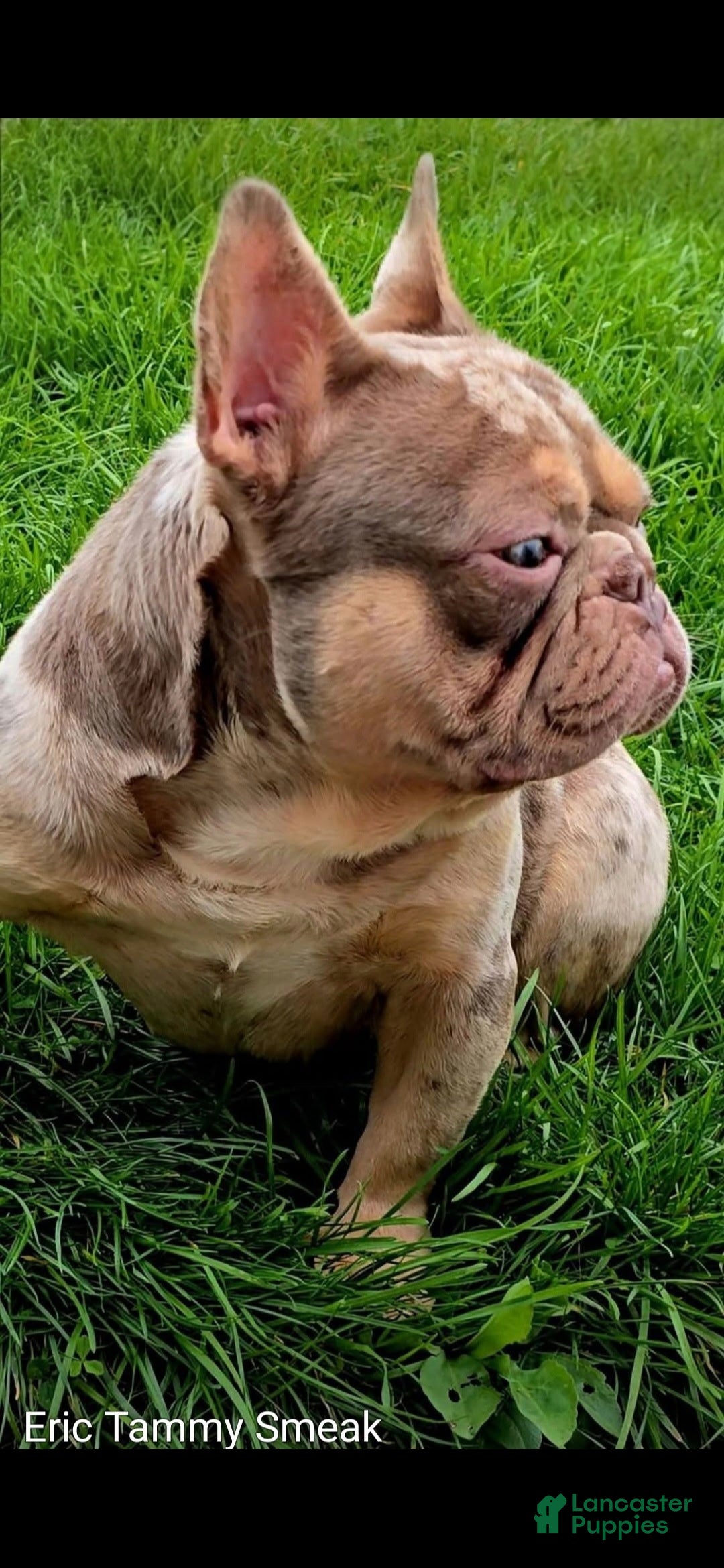 French Bulldog dogs for stud: Surge 2 - Ad 1