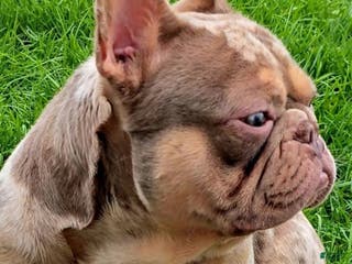 French Bulldog dogs Surge 2 - Ad 4