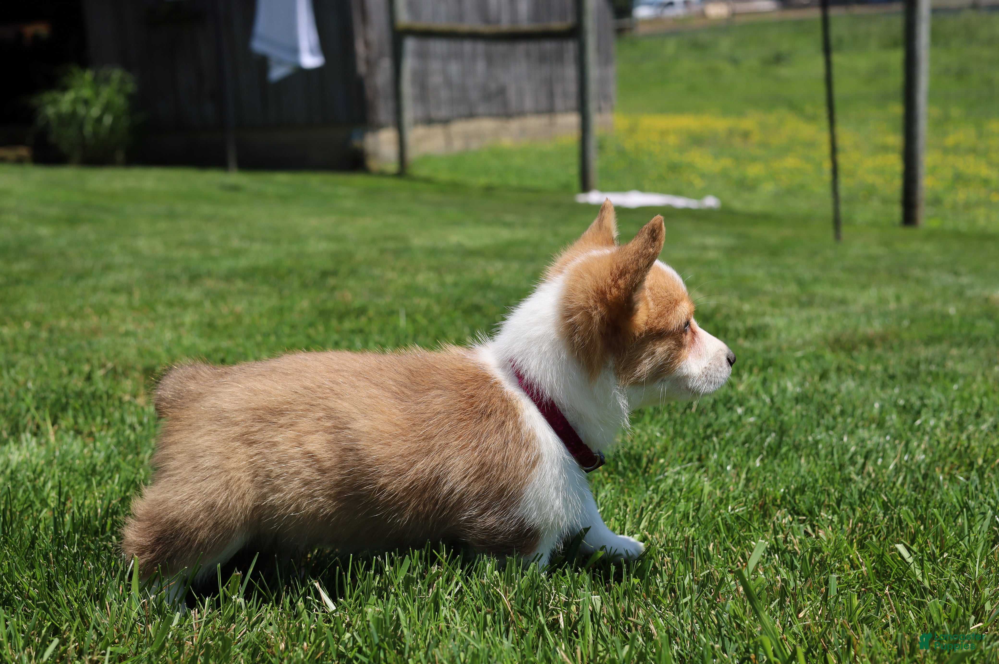 Welsh Corgi Pembroke dogs Winnie  - Ad 2