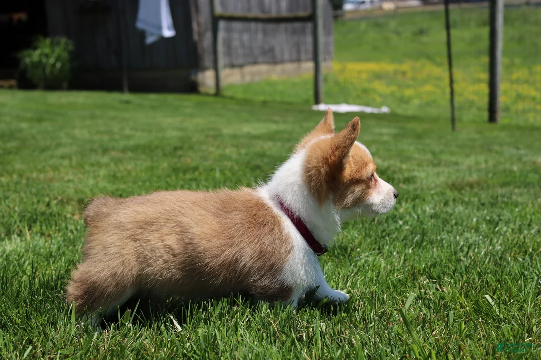 Welsh Corgi Pembroke dogs for sale: Winnie  - Ad 2