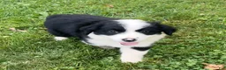 Australian Shepherd dogs for sale: Kali - Ad 5
