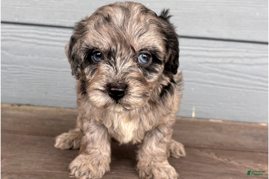 Cavapoo dogs Graphite - Ad 11
