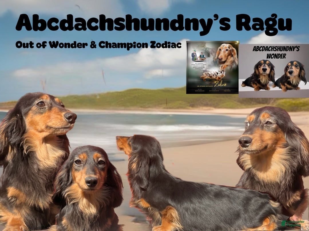 Miniature Dachshund dogs for sale: Ready 4 holidays - Ad 10