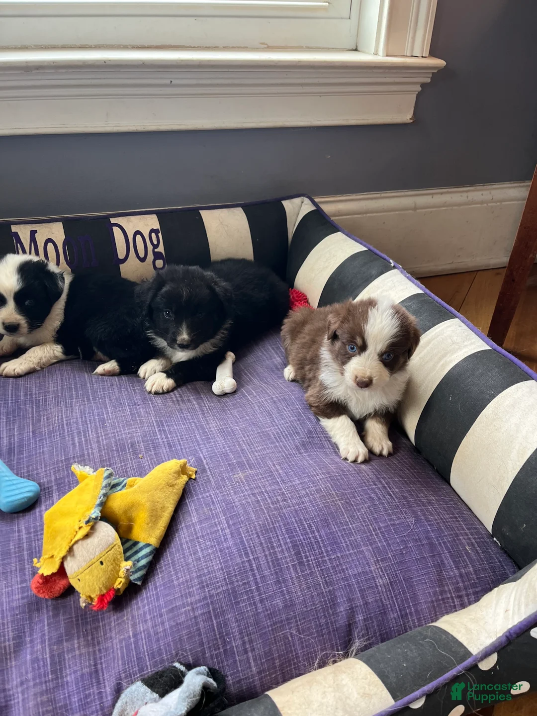 Australian Shepherd dogs for sale: Australian Shepherd Puppy 2 - Ad 7