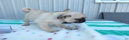 Pug dogs for sale: Pug 3 Kala - Ad 2