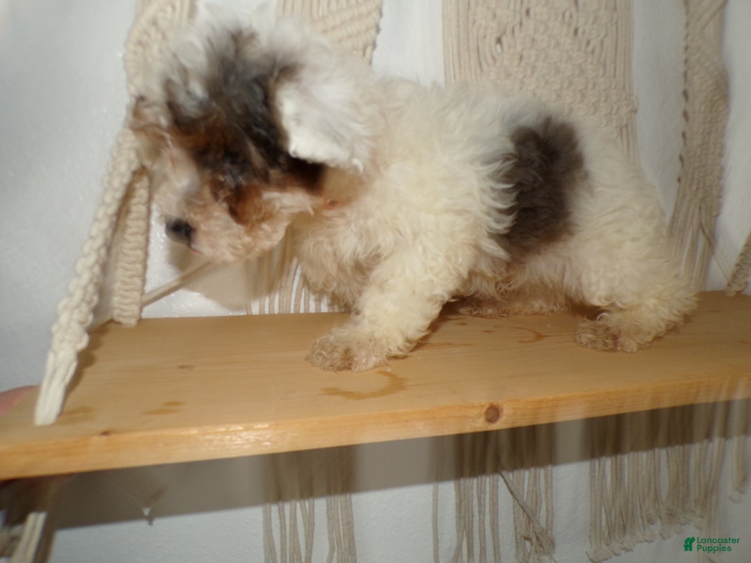 Toy Poodle dogs for sale: Toy Poodle Puppy 1 Kingson - Ad 4