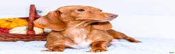Miniature Dachshund dogs for sale: Nate - Ad 8