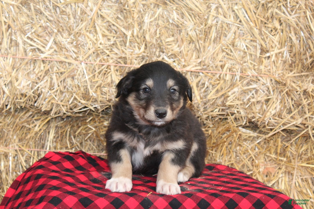 English Shepherd dogs for sale: Tammy - Ad 2