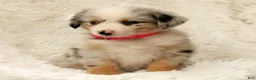 Australian Shepherd dogs for sale: Skye - Ad 9