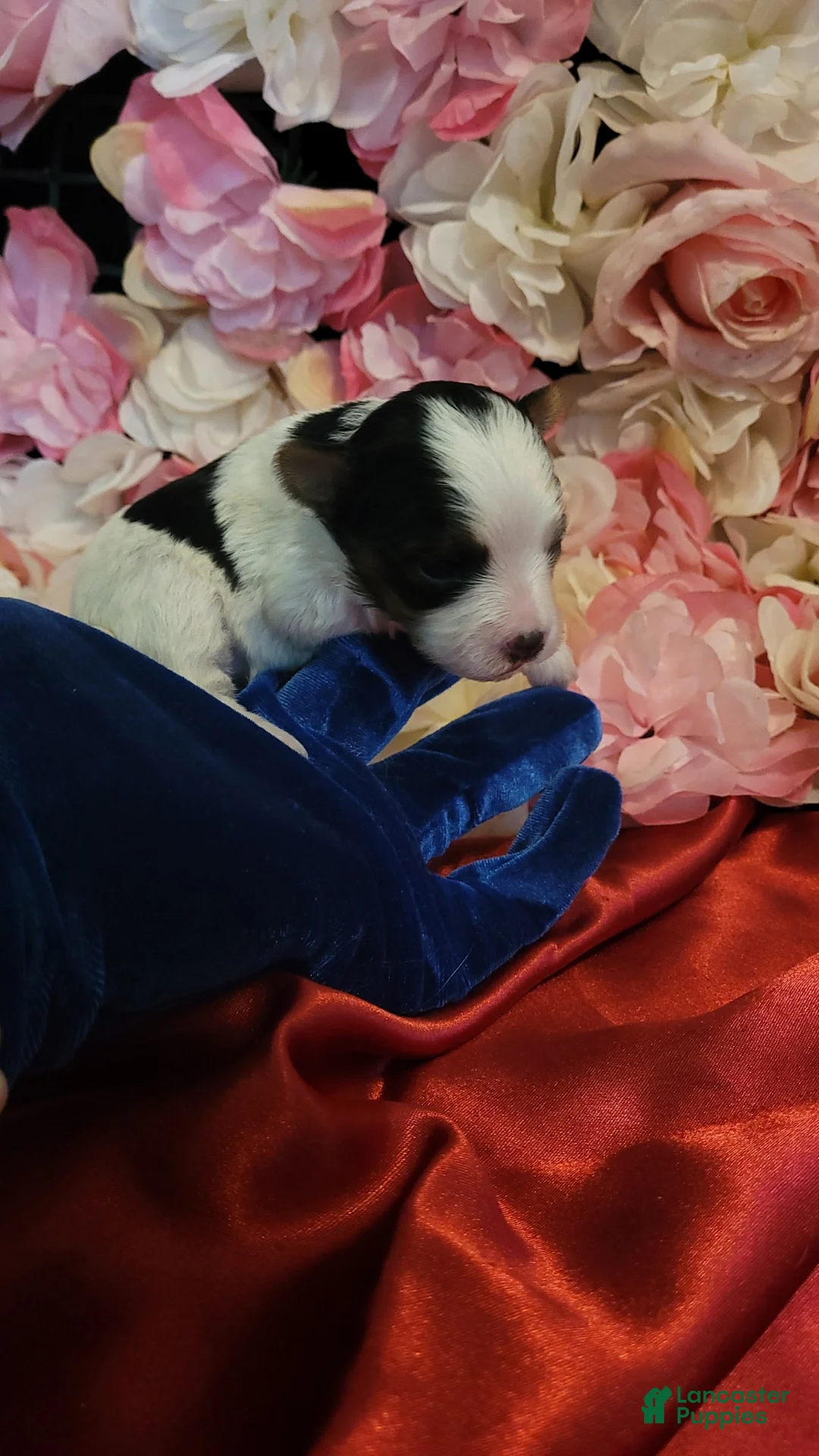 Yorkshire Terrier dogs for sale: Nilla - Ad 4