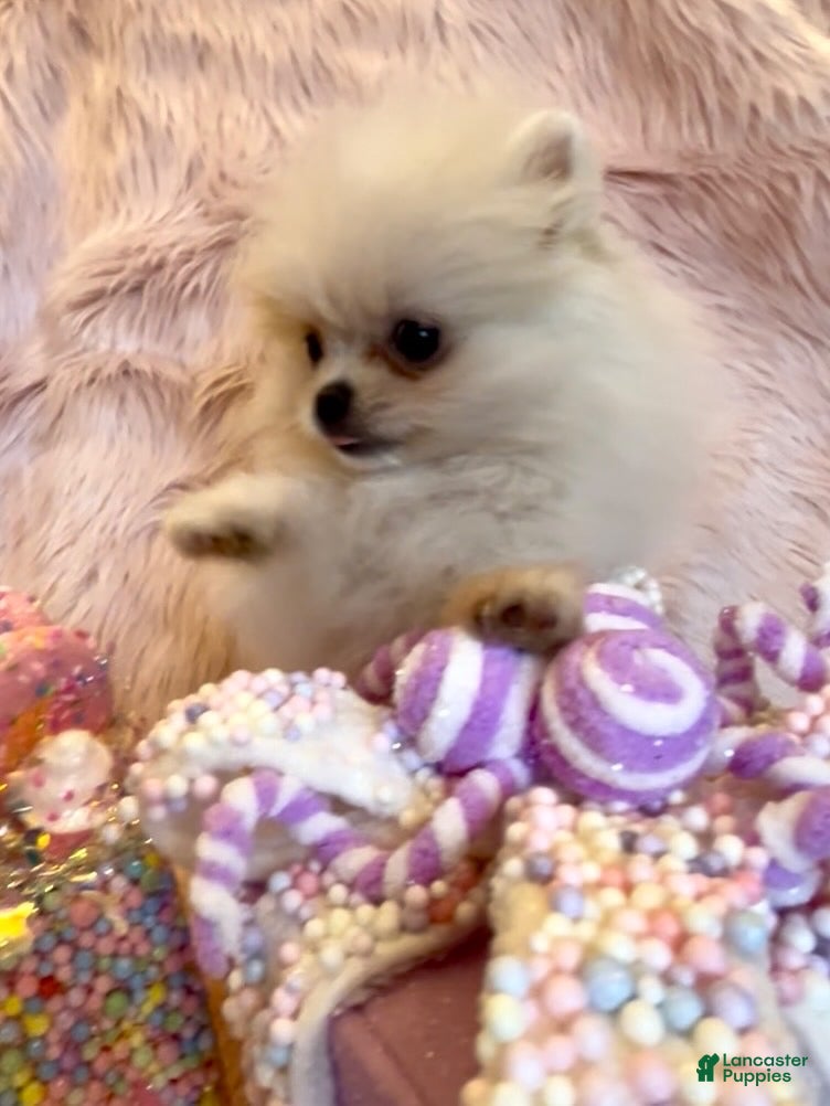 Pomeranian dogs Lynette AKC Registered full rights  - Ad 1