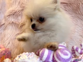 Pomeranian dogs Lynette AKC Registered full rights - Ad 3