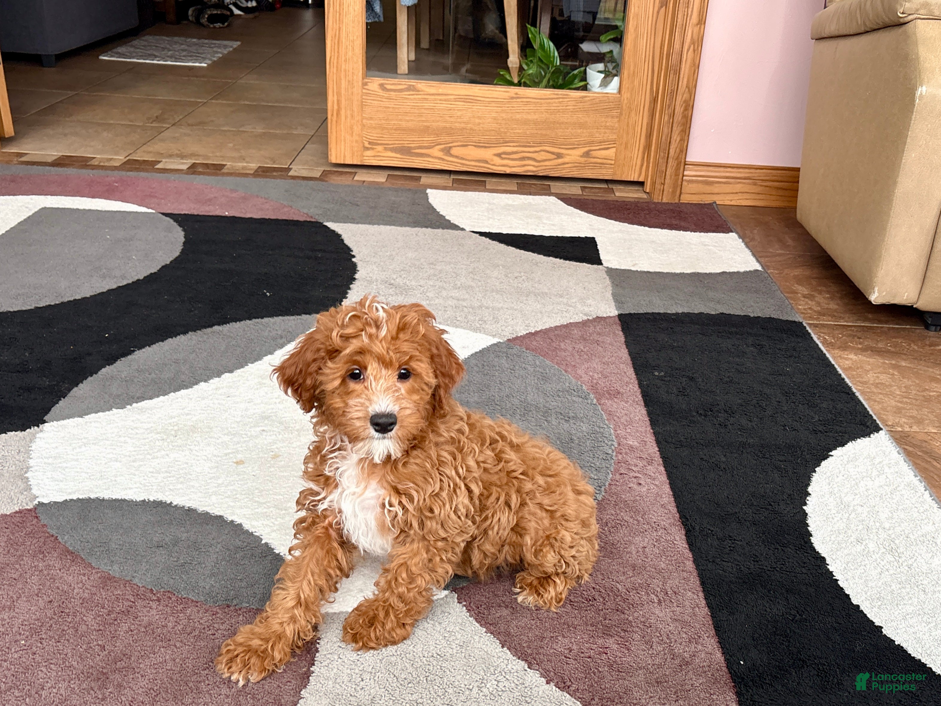 Cavapoo dogs Cavapoo F1b Male Puppy 1 - Ad 1