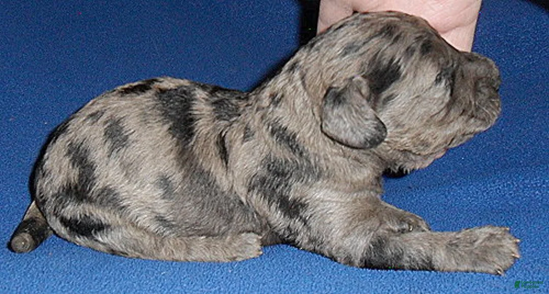 Yorkiepoo dogs for sale: Patches - Ad 2