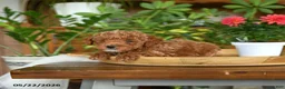 Miniature Poodle dogs for sale: Jimmy - Ad 4