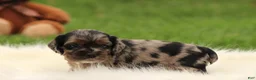 Cocker Spaniel dogs for sale: Aspen - Ad 3