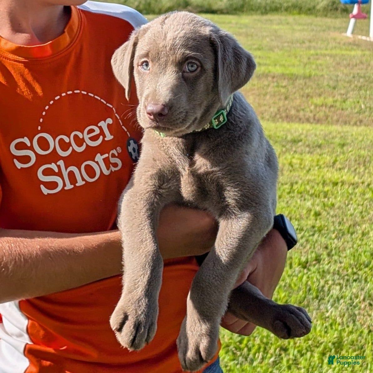 Labrador Retriever dogs Toby - Ad 2