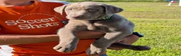 Labrador Retriever dogs for sale: Toby - Ad 2