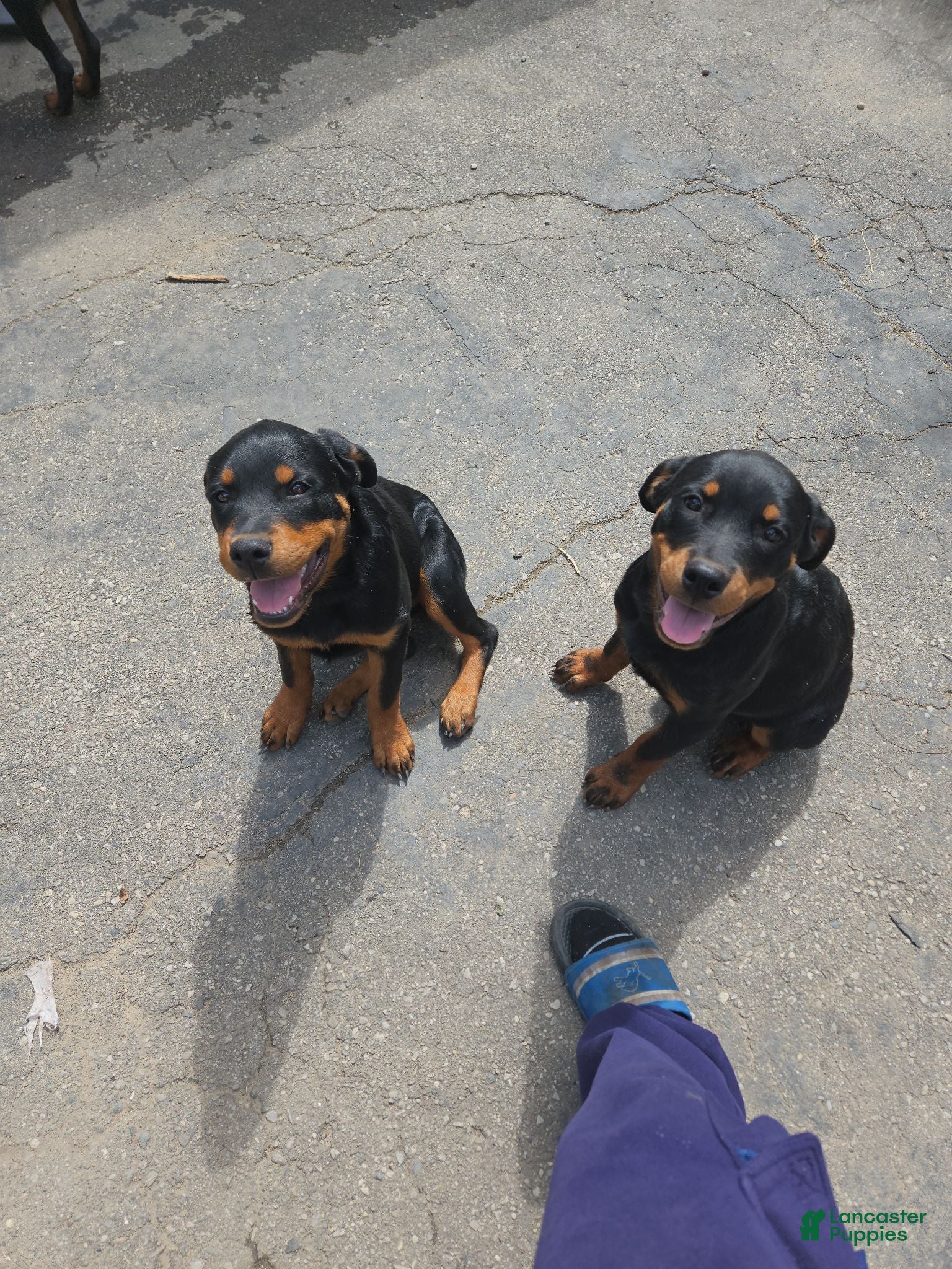 Rottweiler dogs Mina - Ad 1