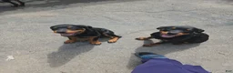 Rottweiler dogs for sale: Mina - Ad 7