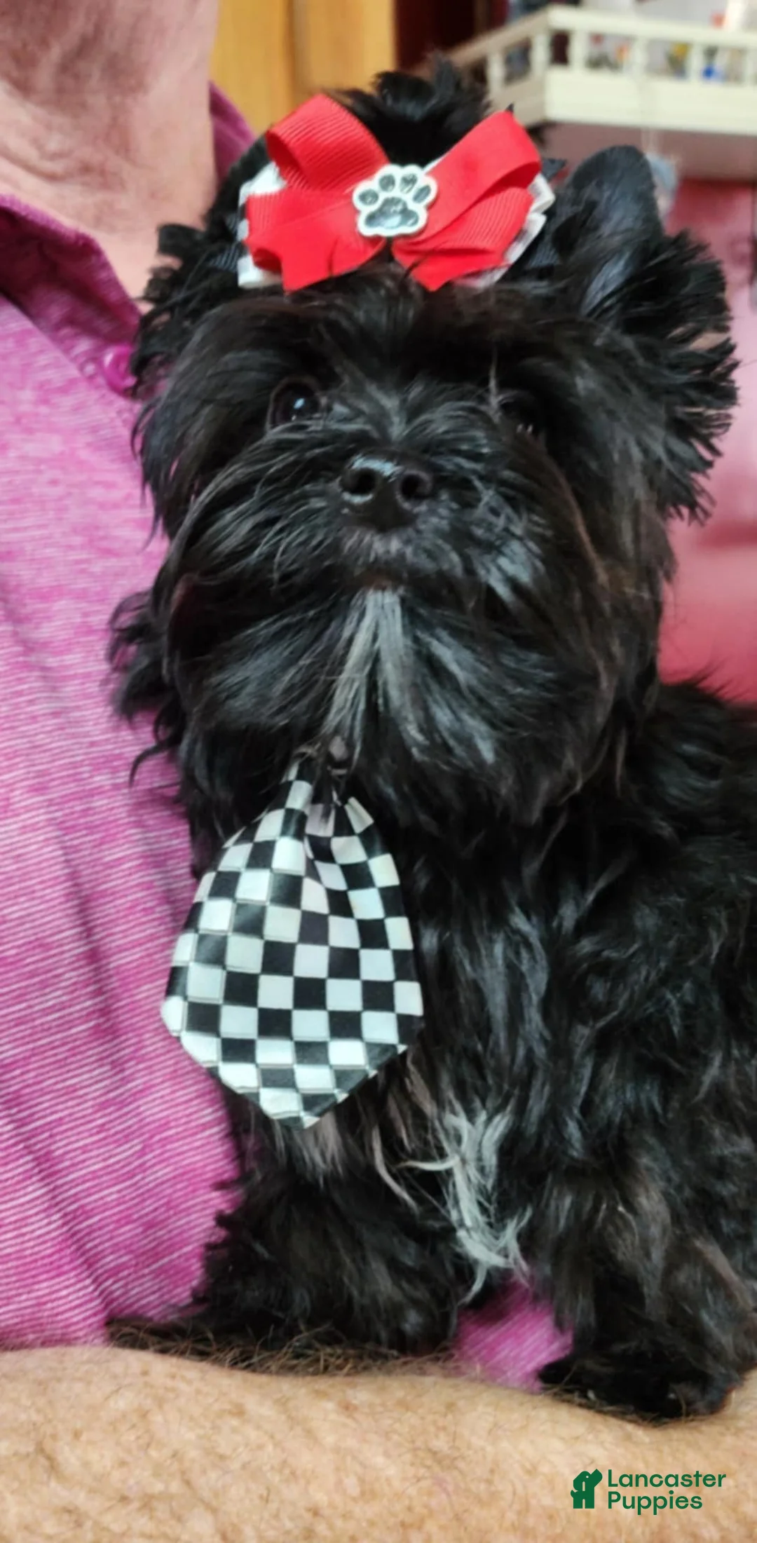 Yorkshire Terrier dogs for sale: Rudy KB Black Stud - Ad 1