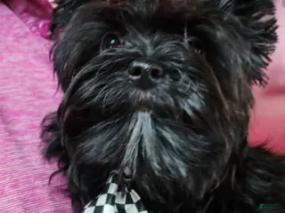 Yorkshire Terrier dogs Rudy KB Black Stud - Ad 5