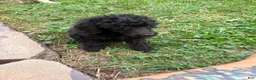 Standard Poodle dogs for sale: Standard Poodle 1 - Ad 4