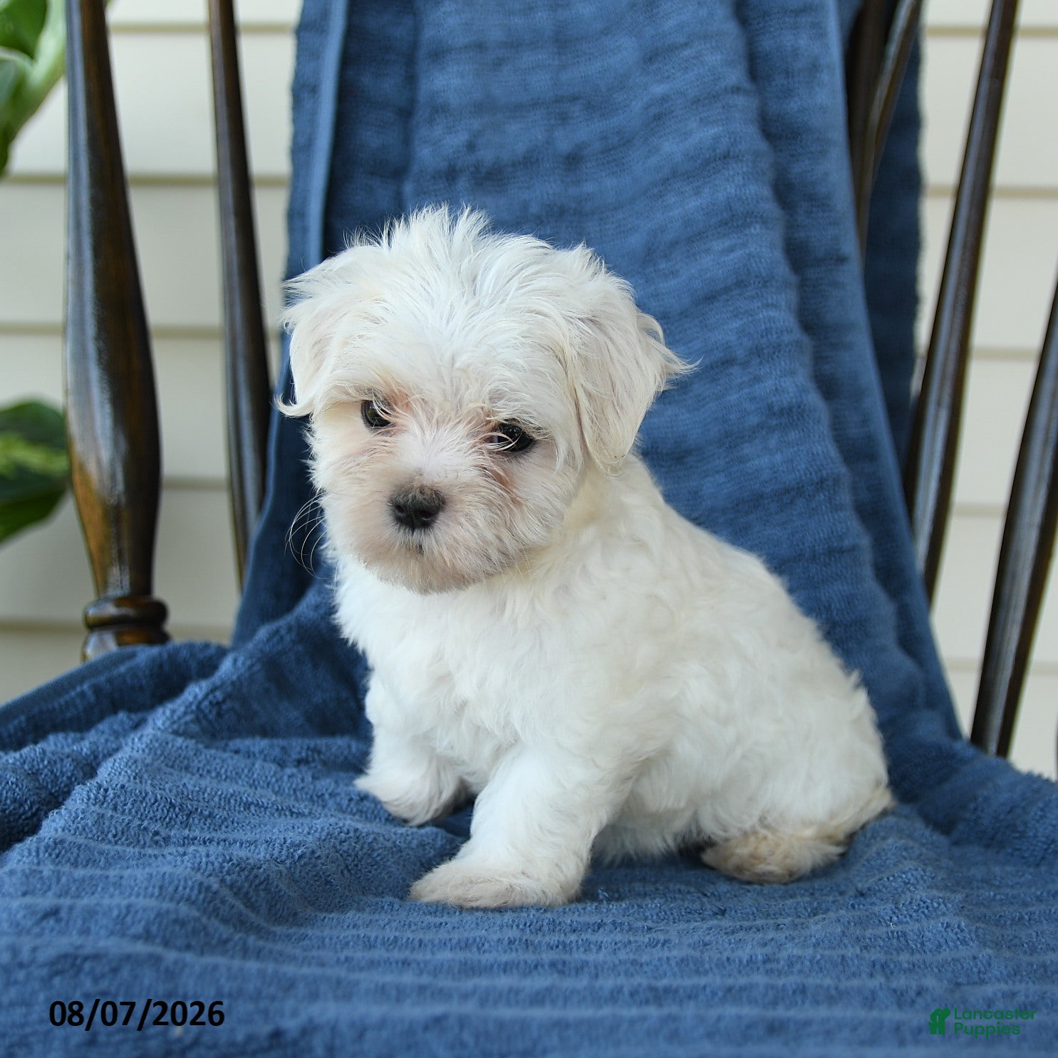 Maltese dogs Sharla - Ad 2