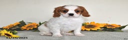 Cavalier King Charles Spaniel dogs for sale: Charlie - Ad 3