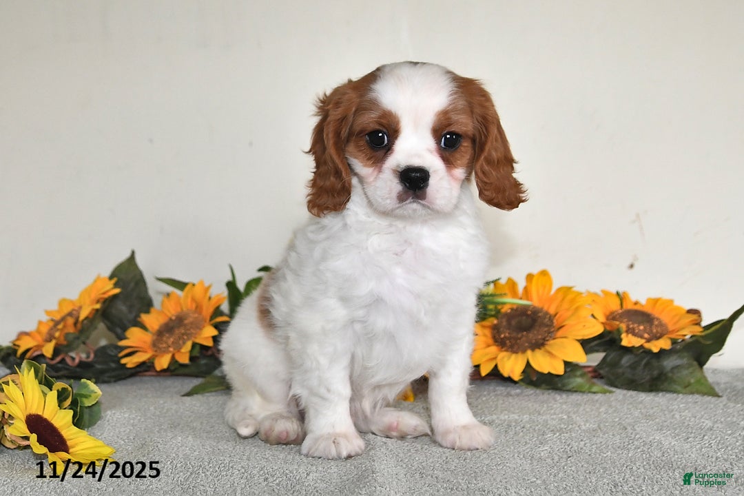 Cavalier King Charles Spaniel dogs for sale: Charlie - Ad 3