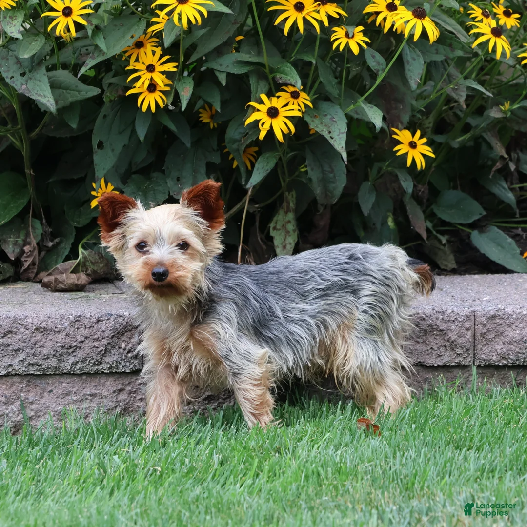 Yorkshire Terrier dogs for sale: Cody - Ad 8