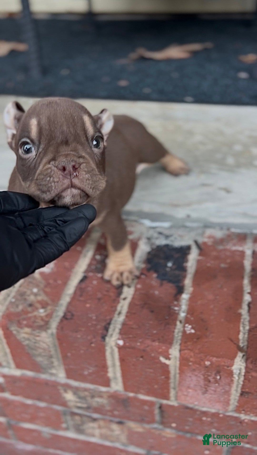 American Bully dogs for sale: Barkboyz Bullycamp Weezy - Ad 2